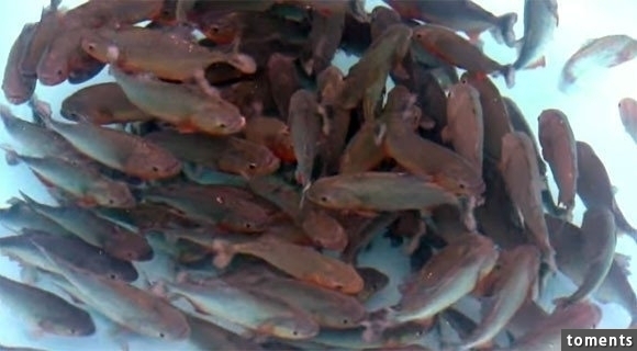為了證明食人魚會不會胡亂攻擊人，主持人竟然脫光躺進食人魚池…結果嚇死人