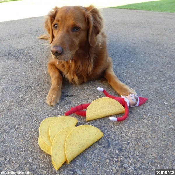 Elf Tacos Make Me Drool