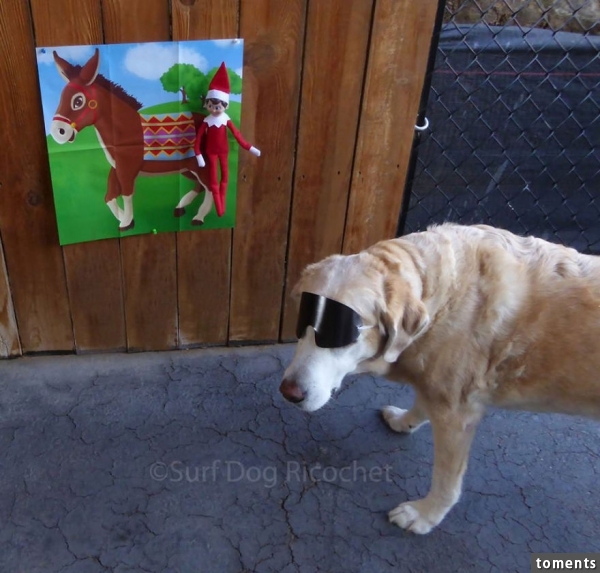 Pin The Tail On The...