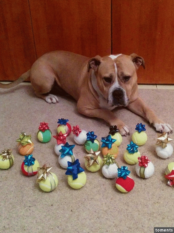 14 Dogs Who Definitely Didn't Peak At Their Presents