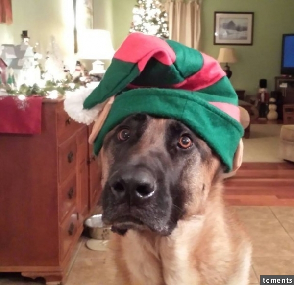 "Who me? I'm but a normal elf, I would never, ever peak to see that you got me all new bones."