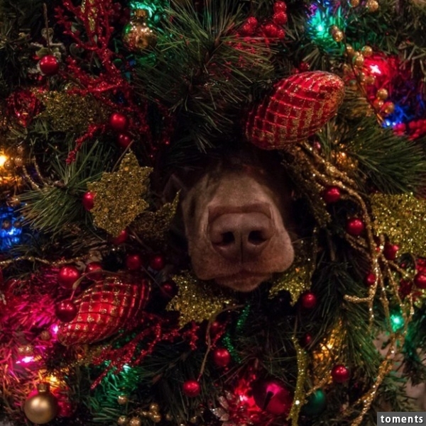 "Oh me? AHAHA just waiting around for no reason, not going to look for presents in here or anything. AHAHA."