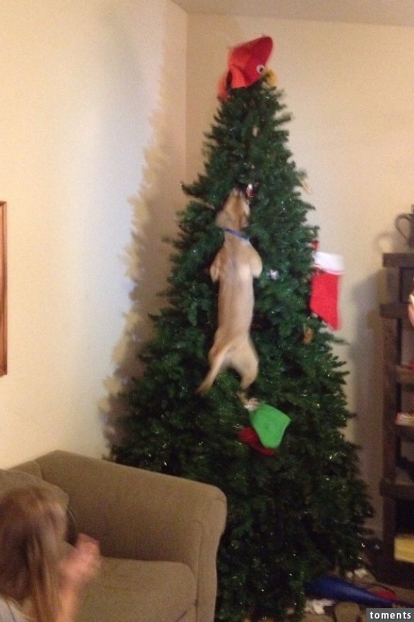 "I'M SORRY MOM, I HAD TO JUMP IN THE CHRISTMAS TREE TO KEEP FROM LOOKIN' AT MY PRESENTS!"