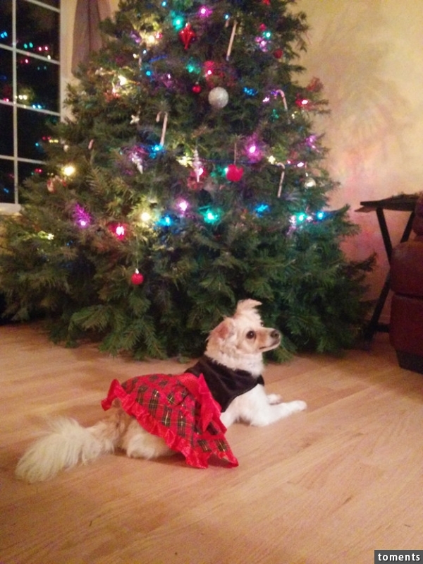 "What do you mean, 'stop looking for presents'? I'm just casually sniffin' about the tree!"