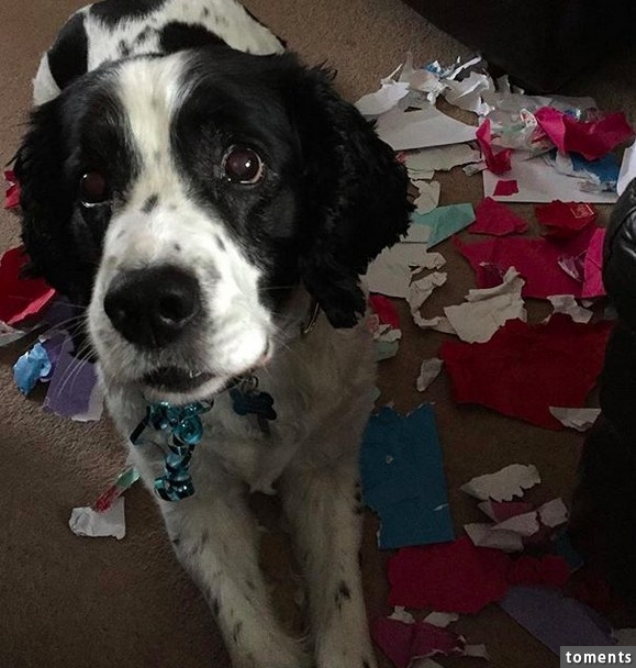 "I swear I found the wrapping paper like this, I wasn't sneakin'!"