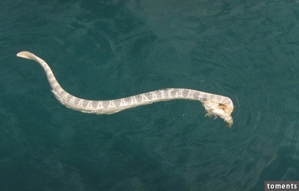 澳洲漁夫發現一條「劇毒海蛇」和「劇毒石頭魚」正在互咬,結果真的太悲劇了