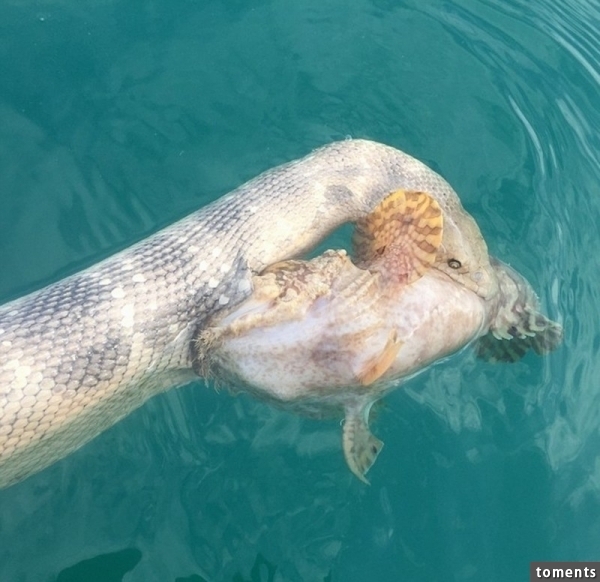 澳洲漁夫發現一條「劇毒海蛇」和「劇毒石頭魚」正在互咬,結果真的太悲劇了