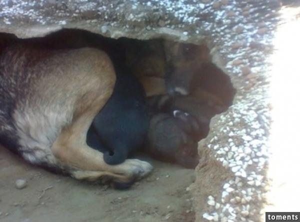 在墳墓上發現狗狗藏在洞穴裡不願離去，走近一看，竟看到心酸一幕