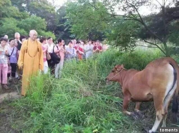 放生母牛竟然向法師頂禮下跪！ 驚呆現場全場人...