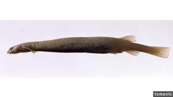 能進入人尿道的怪魚聽說過嗎? 好嚇人!