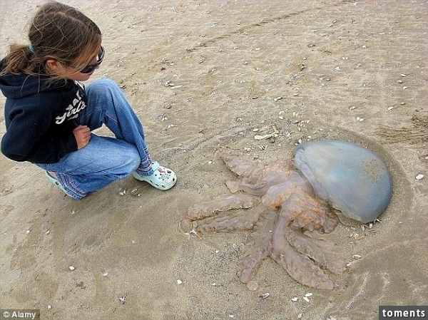 海灘遍布神秘生物如外星入侵，女孩走近後看到的東西讓她驚恐萬分