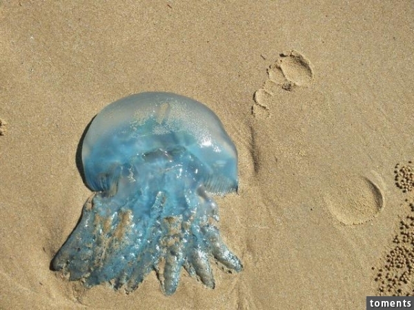 海灘遍布神秘生物如外星入侵，女孩走近後看到的東西讓她驚恐萬分