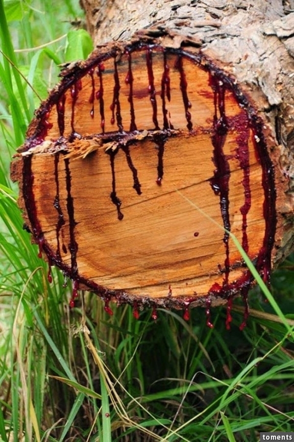 The bloodwood tree gets its name from its dark-red sap. When you cut one down, the red sap flows out of the severed trunk and looks a lot like blood.