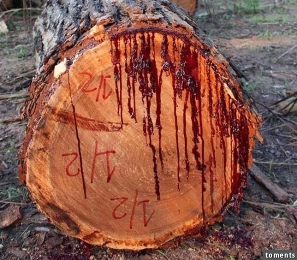 The sap of the bloodwood tree is traditionally used as a dye. In some African cultures, the sap is thought to contain magical powers, and is used by tribal doctors to treat a variety of diseases.