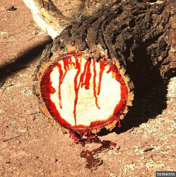The wood of the bloodwood tree is also highly sought after by furniture makers. Because of this, the population of wild bloodwood trees is rapidly shrinking. In response, the tree has been declared a protected species in many areas.