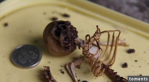 英國發現「小精靈」骨架,照片震驚全球!