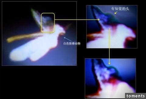 英國發現「小精靈」骨架,照片震驚全球!