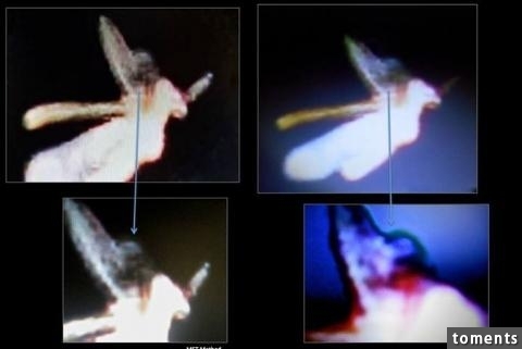 英國發現「小精靈」骨架,照片震驚全球!