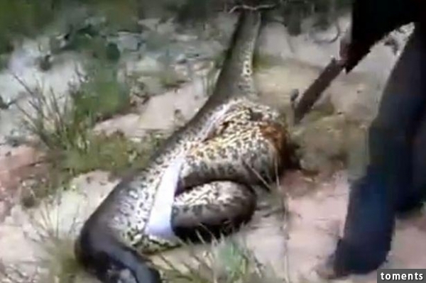 男子發現一條死掉的巨蟒蛇，在肚子發現讓人驚訝的東西！
