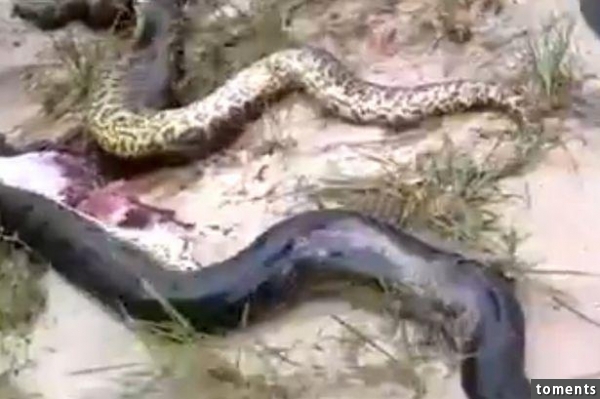 男子發現一條死掉的巨蟒蛇，在肚子發現讓人驚訝的東西！
