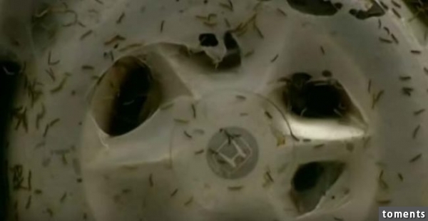 However, if you look closer, you can see that the creators of the web aren't actually spiders at all. No, in fact they're moth larvae, aka caterpillars.