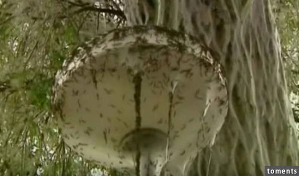 And it wasn't just the car that was covered in them, the whole street was coated from top to bottom in caterpillar webs.
