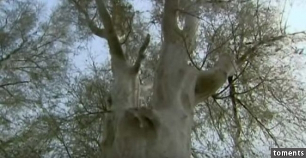 Turns out, this happens when multiple female caterpillars lay their eggs in the same tree. When the eggs hatch, a chain reaction of sorts can occur as thousands of young moths create webs for protection against predators while they look for food.