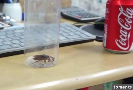 科學重口味實驗：將蟑螂泡在可樂里，會發生什麼事？ 會融化？