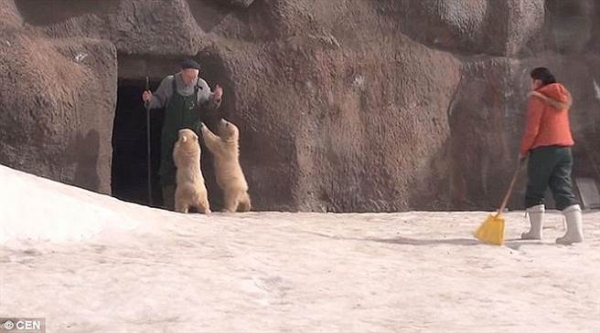 兩隻北極熊寶寶和飼養員的感情非常好 總是喜歡向他撒嬌玩耍(圖片取自youtube/animal)