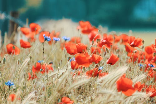 Orange Flower