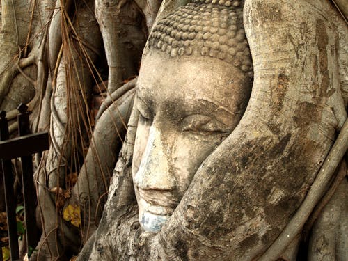 Gautama Buddha Bust