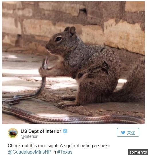 美国德州动物园,松鼠将一条蛇吃得一点不剩!