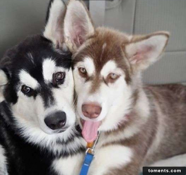 这24张狗狗猫猫们一起相亲相爱的照片,绝对会让你感