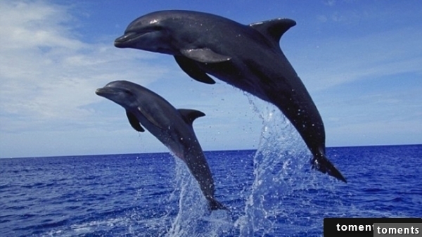 吓死你的巨大鲸鱼就在花莲外海!